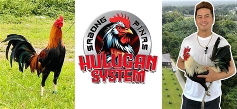 sabong pinas hulugan system|SABONGPINAS HULUGAN SYSTEM SEASON 4 .